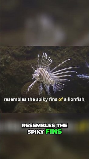 Mimic Octopus vs. Lionfish: Nature's Ingenious Disguise