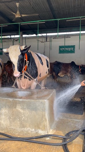 The shepherd regularly cleans the bull's food bowl and the cows with water #bulls #water #cattlefarm #fypシ゚viralシ #viralvideoシ #foryoupageシ #foryouシ | Bulls take care