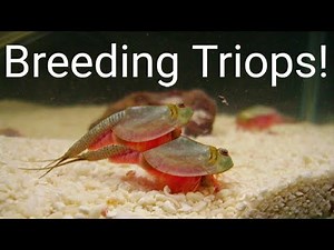 How To BREED Triops and Collect EGGS!