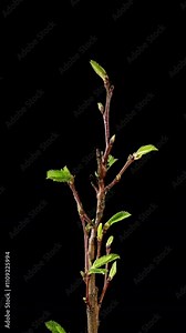 Castanea Sativa Grows Leaves from Buds in Spring. Sweet Chestnut Tree Moving Leaves in Time Lapse on a Black Background