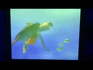 Finding Nemo marlin meets crush in full screen