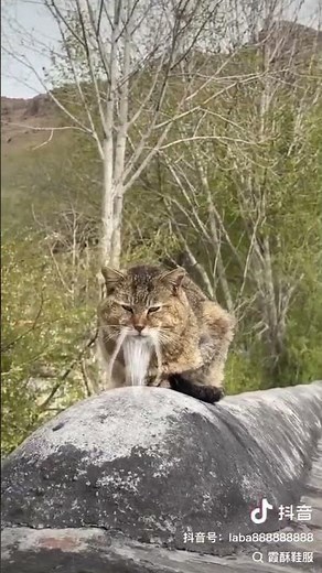 The Fu Manchu Mustache Chinese Cat