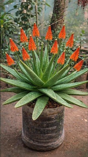 Aloe Vera Repotting 🌿 Make Old Plant Healthy Again