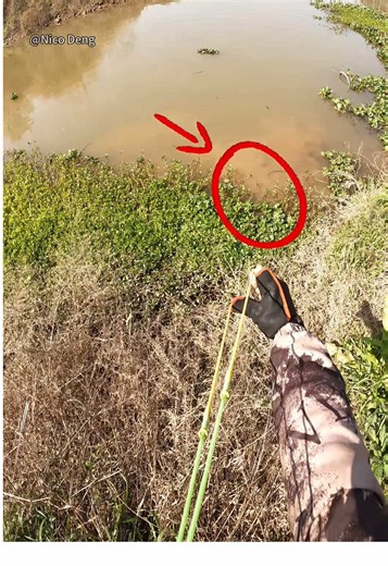 Discovery of Asian Giant Carp🤩#outdoors #fishing | fishing