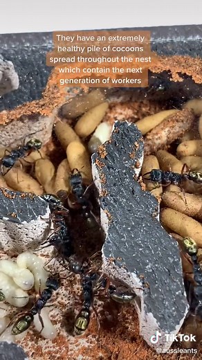 Red and Gold Bull Ants! (Myrmecia fulvipes). #ant #antcolony #bullant #insects #animals #animalsoftiktok #australia #fyp #pets #colony #antcolony #aus