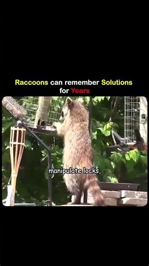 This Animal Can Open Locks