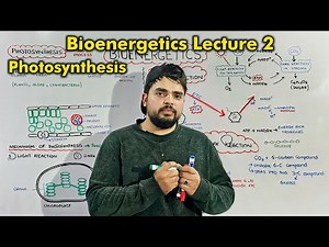 Class 9th Chapter 7 Bioenergetics: Photosynthesis (Light & Dark Reaction)