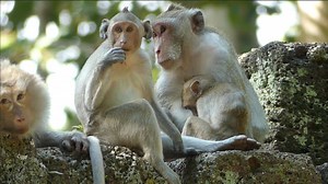 2K views · 100 reactions | How Is Mom Jane Right Now? The Whole Jane Family Show Of Happiness and Peaceful Family. | Lovely Monkey | Facebook