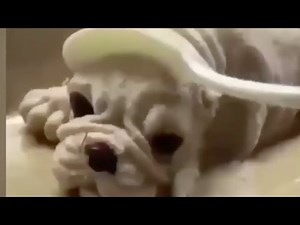 犬ケーキのリアクション funny dog reaction to dog cake