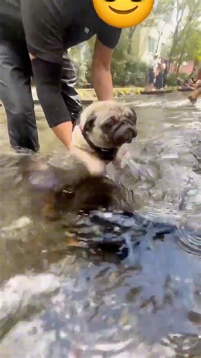 #17 #pug お父さんに泳がされる小梅 #川 #お父さん
