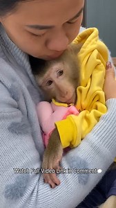 Monkey Lyly stubbornly tries to take the kitten home to care for it, but is rejected by her mother. | Monkey LyLy Famliy
