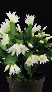 Time lapse of opening and rotating white Easter cactus (Schlumbergera) with ALPHA transparency channel isolated on black background, vertical orientation