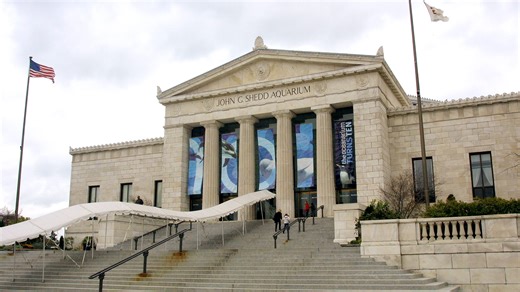 Looking for cheap Chicago activities? Check out free days at these museums