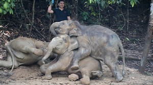 2M views · 234K reactions | Danum is the 4-year-old leader of a rambunctious group of Borneo elephant calves. | Oregon Zoo | Facebook