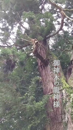 岡山県真庭市にある、高岡神社へ行ってきました⛩️✨御神木を見上げると、 龍の姿に見える木と、白蛇の姿🐉🐍