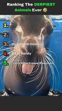 Ranking the derpiest animals ever 🤣