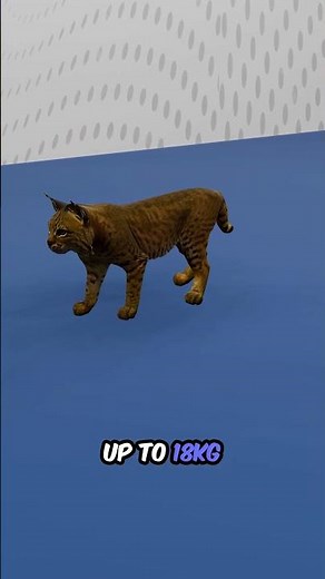 Bobcat Facts | North America’s Elusive Wild Cat