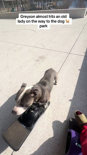 Greyson's Exciting Journey to the Dog Park