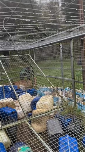 Training k9 dog 🐕 | Radar & O'Reilly