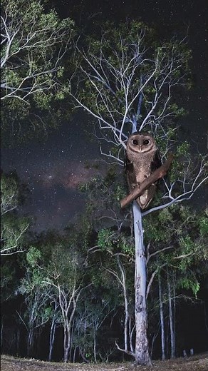 Winter solstice gives us the longest night and wildest sounds