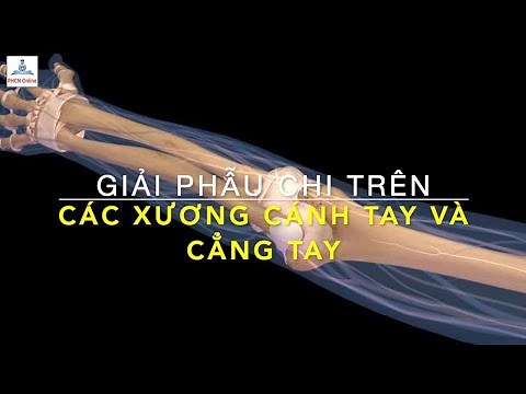 Giải phẫu chi trên: Các xương cánh tay và cẳng tay