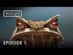 Nature's Inventors: Intelligence Evolved to Survive | The Art of Nature | Episode 1