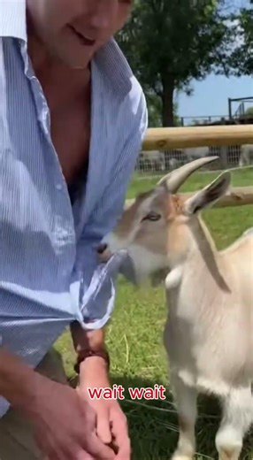 Goats Have No Chill 😭