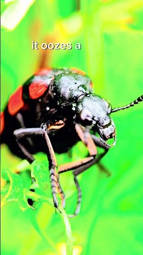 This Beetle Can Chemically Burn Your Skin 🔥🪲 #BlisterBeetle #dangerousinsects