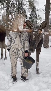 Moose So Beautiful 😘 | Moose Lovers