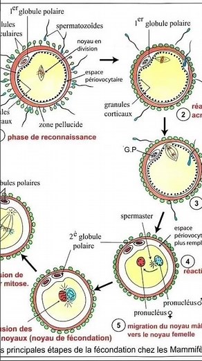 Les principaux étapes de la fécondation