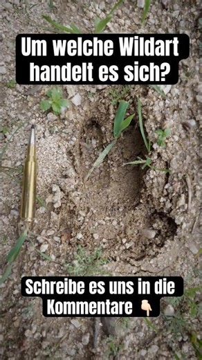 Fährten lesen | Um welche Wildart handelt es sich ? #jagd #rwshunting