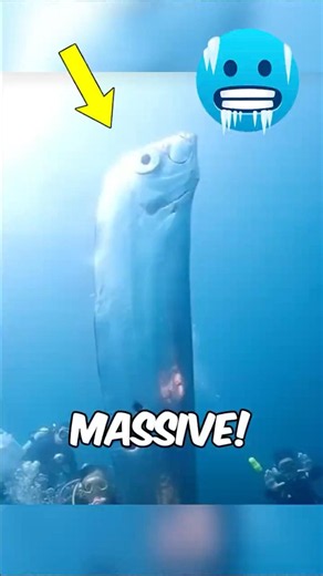 Biggest Fish on Earth 😱