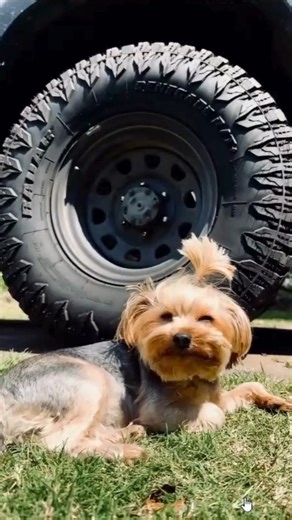 Seems like someone’s got Radar Tyres on their radar  #NewTyres #RadarTyres #DogsOfInstagram #JAX #4WD | JAX Tyres & Auto | Facebook
