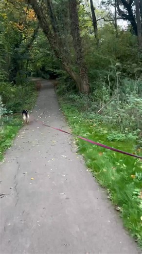 It was lovely to welcome back some teams who have had a break due to illness or other commitments and see their zest for mantrailing has not been diminished 💕 We set trails to work on great trailing body language, nose down with no frantic searching behaviour 🐕we did have lots of distractions which is to be expected at a public venue where we can’t control the environment but the teams worked amazingly well past them 👏🐕💕 | TPL Trail and Find