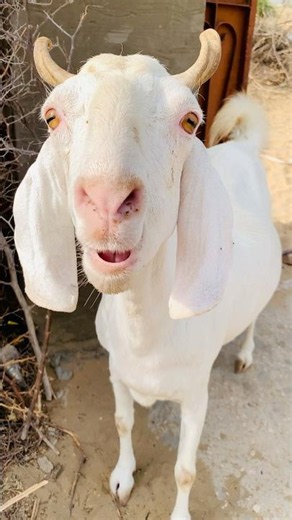🐐هناك عنزة، لقد فعلها المسيح