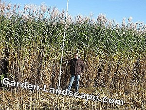 Rośliny: Giant Miscanthus, Miscanthus X Giganteus - Pielęgnacja I Cięcie | 2025