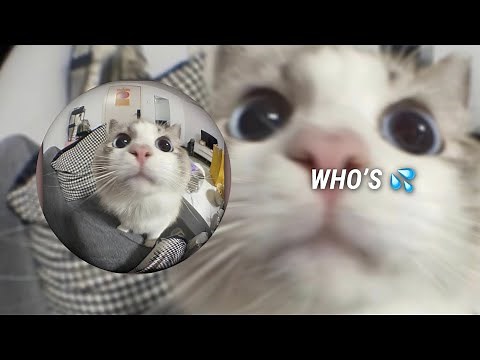 Goofy edit audios to appease the voices in my head 🫂