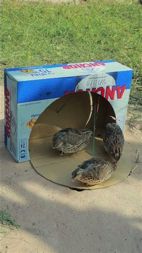 Quick Bird Trap - Creative Quail Trap from Cardboard and Hole #shorts #youtubeshorts