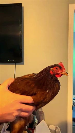 Dramatic chicken#Dramatize#Drama queen#chicken #comedy #shorts