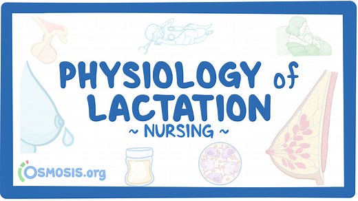 Physiology of lactation: Nursing: Video & Causes | Osmosis