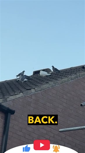 These birds will have to find a new home now after destroying this Solar PV System. Full video on our youtube channel. #solar #birdprotection #myyoutubechannel | Oval Renewables