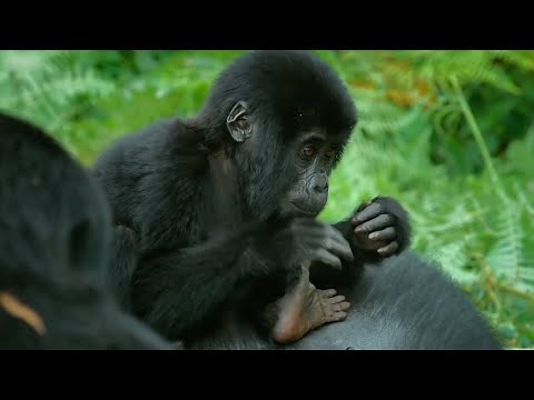 Baby Spy Gorilla Accepted Into Gorilla Family | Spy in the Wild | BBC Earth Kids