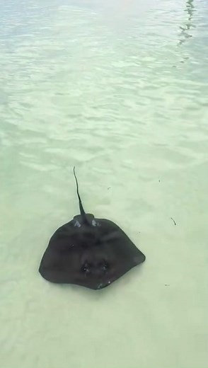 ☀️🇧🇸 #1 Spanish Wells, Harbour Island Eleuthera Bahamas BEST Excursions🇧🇸☀️ ~Book your SeaVenture today! Contact us for more information ☺️ Visit www.spanishwellsseaventures.com 😎 #spanishwells #harbourisland #eleutherabahamas #seaventures #excursions #paradise #boattours #islandlife #itsbetterinthebahamas