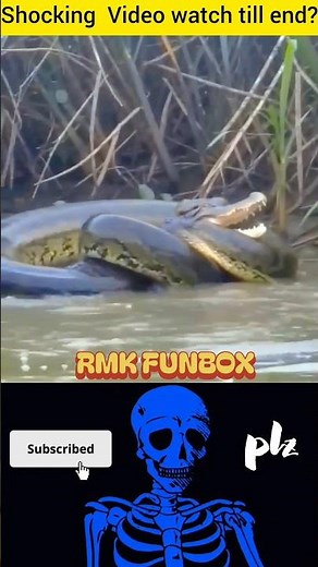 🔥 Crocodile vs Python The Attack Was Instant 😱🐊🐍 | #shorts #youtubeshorts #trending