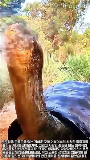 작은 파충류부터 거대 반려견까지, 다양한 동물들의 생태 관찰 #animal #nature #reptile #dog #giantanimal