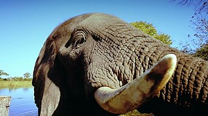 Afryka - wyprawa na Safari (2013) Lektor PL