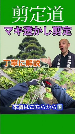 《マキ玉散らし》 枝数の減らし方 #剪定方法 #庭作業 #庭木の管理 #庭木の手入れ #庭木の剪定 #マキ #玉散らし #高さを下げる #形を整える