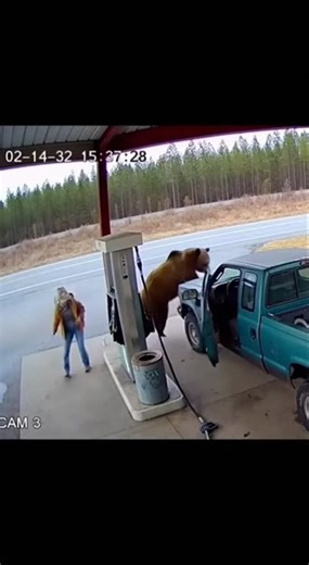 “Caught on Camera: Bear Attacks at Abandoned Gas Station”