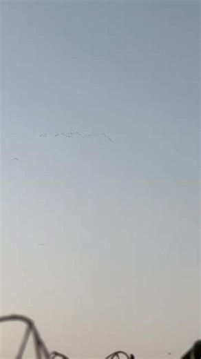 Beautiful Duck Hunting Tips