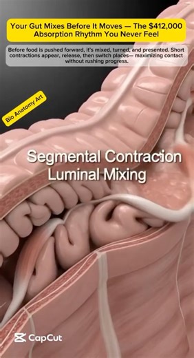 Your Gut Mixes Before It Moves — The $412,000 Absorption Rhythm You Never Feel
